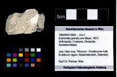 Foto (Objekt + Etikett) von Eodromites grandis (von Meyer, 1857)  (NHMW-GEO-1990-0041-3905)